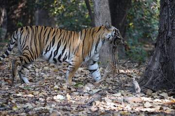 Un tigre du Bengale (Panthera tigris tigris) dans la jungle. Parc national de Bandhavgarh. Madhya Pradesh.Inde
