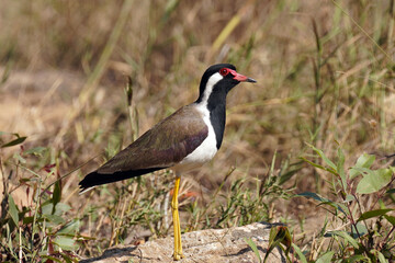 Vanneau indien (Vanellus indicus) dans le Parc national de Bandhavgarh. Madhya Pradesh, Inde