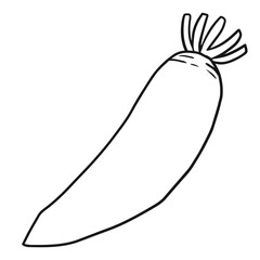 Daikon Radish Vegetable