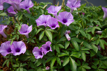 Purple flowers (Ipomoea Cairica) growing on the fence in the sunlight Comes from creepers that are...