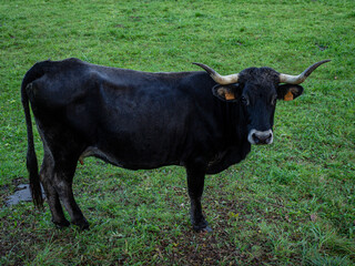 Tudanca , raza bovina autóctona de la zona occidental de Cantabria, Valle de Cabuérniga, parque...