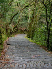 camino al Monasterio de San Juan de Caaveiro, parque natural Fragas del Eume,​ provincia de La Coruña, Galicia, Spain