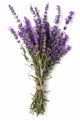 Obraz premium lavender