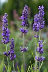 Obraz premium lavender