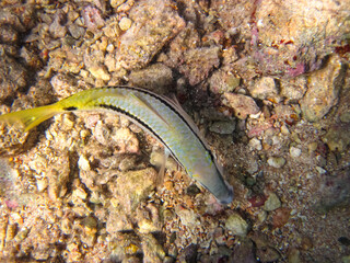 Bright fish in the expanses of the coral reef of the Red Sea