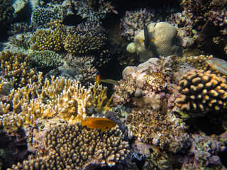 Bright fish in the expanses of the coral reef of the Red Sea
