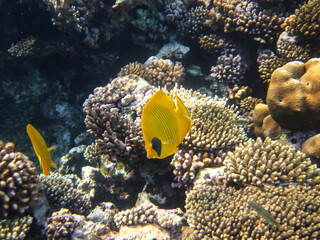 Obraz premium Bright fish in the expanses of the coral reef of the Red Sea