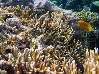 Bright fish in the expanses of the coral reef of the Red Sea