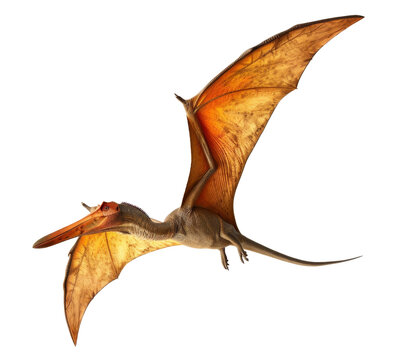 pteranodon dinosaur isolated on transparent background