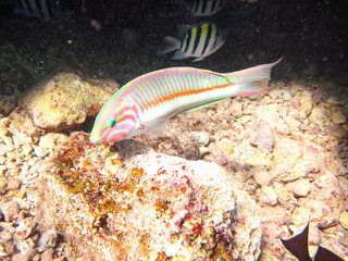 Bright fish in the expanses of the coral reef of the Red Sea