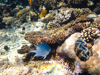 Bright fish in the expanses of the coral reef of the Red Sea