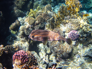 Naklejka na ściany i meble Bright fish in the expanses of the coral reef of the Red Sea
