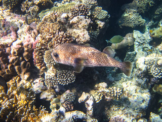 Bright fish in the expanses of the coral reef of the Red Sea