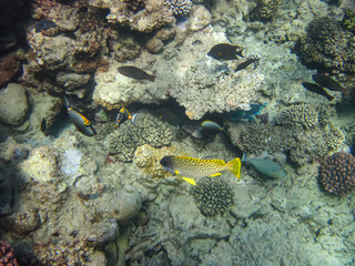 Bright fish in the expanses of the coral reef of the Red Sea