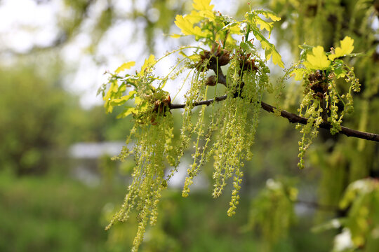 oak trees bloom in spring