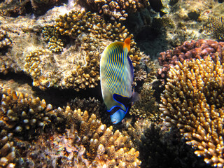 Bright fish in the expanses of the coral reef of the Red Sea