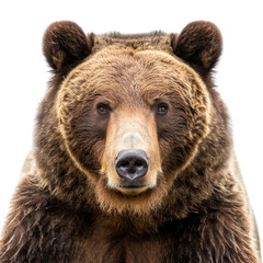 Fototapeta premium PNG - photo of portrait Grizzly bear isolated transparent background