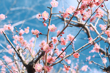Japan cherry flower