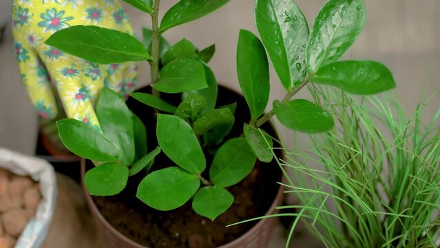 Close up hands putting soil with garden tools shovel. Female gardener planting zamioculcas flower into new pot. Indoor planting and gardening concept. Zamioculcas flower. Home plant care