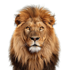 PNG - photo of portraits african lion isolated transparent background