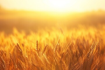 Bask in the golden glow of a vast wheat field as the sun sets, casting long shadows across the gently swaying stalks of grain, Generative AI