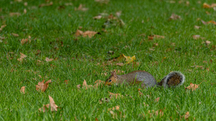 squirrel on the grass in the park