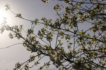 cherry blossoms in the orchard