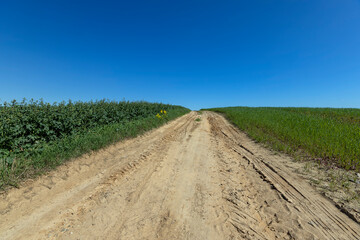 sandy country road in a field with green plants