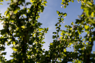 white flowers on cherry trees in the orchard
