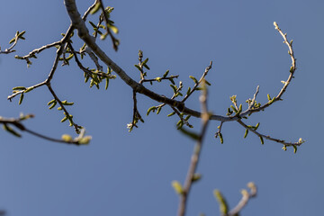 flowering walnut trees in the orchard