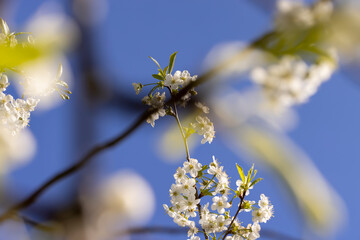 white flowers on cherry trees in the orchard