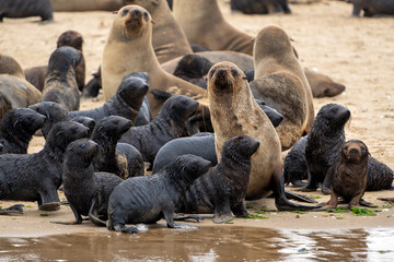 Cape Fur Seal (Arctocephalus pusillus) colony with a lot of 3 month old pubs resting and playing at...