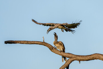 African grey hornbill (Lophoceros nasutus) males fighting in the first warm light of the day in...