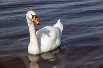 Obraz premium part of a wide river with dark water