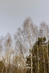 leafless birches after winter against a blue sky background