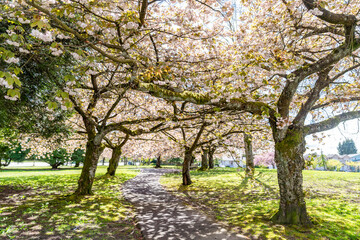 Obraz premium cherry blossom in spring Sakura