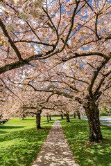 Fototapeta premium cherry blossom in spring Sakura