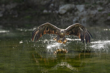 White Tailed Eagle (Haliaeetus albicilla) in flight. Also known as the ern, erne, gray eagle, Eurasian sea eagle and white-tailed sea-eagle. Wings Spread. Poland, Europe. Birds of prey.