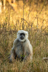 Hanuman Langurs (Semnopithecus entellus) Mandore Garden, Jodhpur, India.