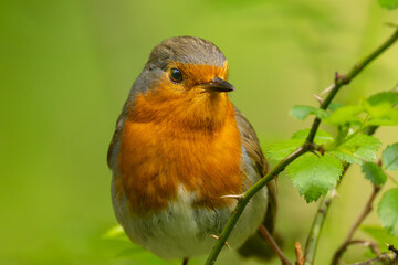 European Robin on a branch 