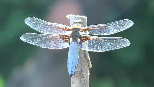 Blue dragonfly Libellula depressa, Broad-bodied chaser sits on top of wooden stake in garden on sunny warm day and flies away - close-up shot with zoom out. Topics: natural environment, fauna, season