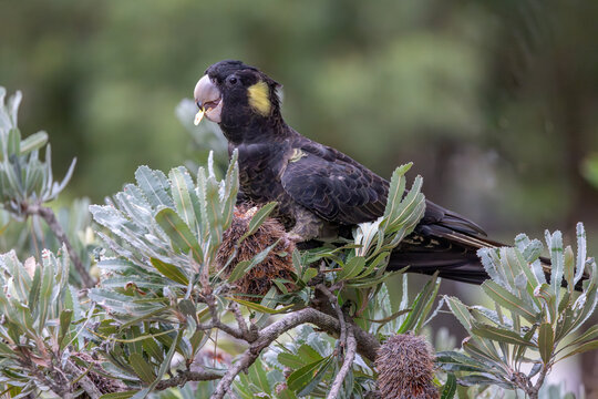 Close-up of a female Yellow-tailed black cockatoo (Zanda funerea) feeding on native Banksia Serrata fruit, in Sydney, Australia; looking at camera while lifting its head, holding a seed on its beak.