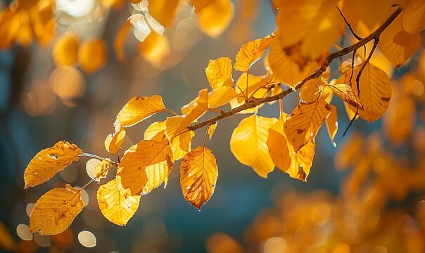 Golden fall colors on a tree