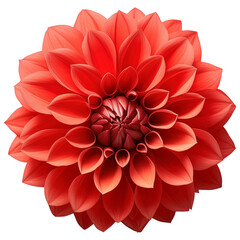 Beautiful Red Dahlia Flower Isolated On Transparent Background