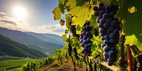 Lush Vineyard Landscape with Ripe Grapes