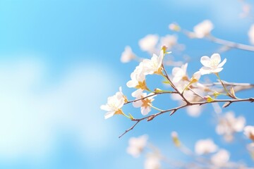 Obraz premium Blooming cherry blossoms against a blue sky