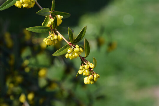 Wintergreen barberry branch with flowers