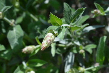Common sage flower buds