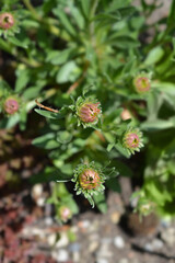 Alpine aster flower buds