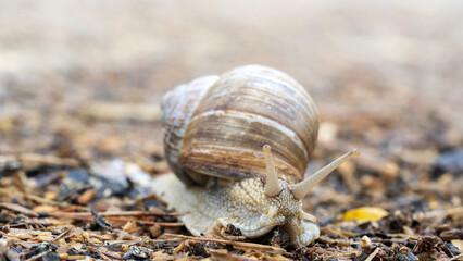 slug on a forest path in